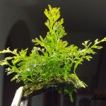 珊瑚莫丝-缩略图-8