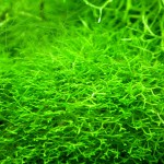 鹿角苔-缩略图-1