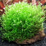 鹿角苔-缩略图-2