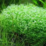 鹿角苔-缩略图-3