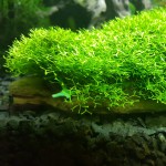 鹿角苔-缩略图-4