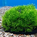 鹿角苔-缩略图-5