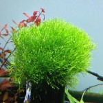 鹿角苔-缩略图-6