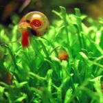 鹿角苔-缩略图-7