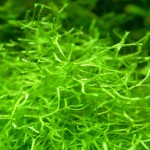 鹿角苔-缩略图-8