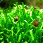 鹿角苔-缩略图-9