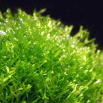 鹿角苔-缩略图-10