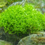 鹿角苔-缩略图-11