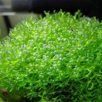 鹿角苔-缩略图-12