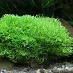 鹿角苔-缩略图-13