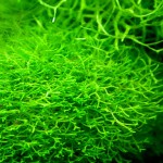 鹿角苔-缩略图-14