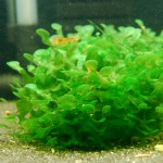 怪蕨莫丝-缩略图-2