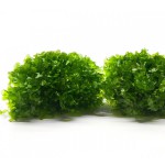 怪蕨莫丝-缩略图-4