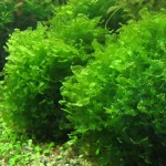 怪蕨莫丝-缩略图-5