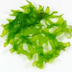 怪蕨莫丝-缩略图-6