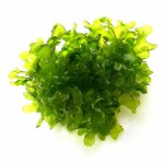 怪蕨莫丝-缩略图-8