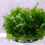 怪蕨莫丝-缩略图-9