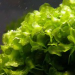 怪蕨莫丝-缩略图-10