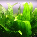 铁皇冠-缩略图-1