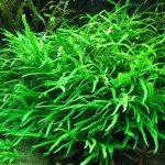 铁皇冠-缩略图-2