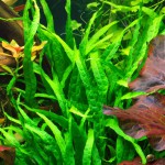 铁皇冠-缩略图-3