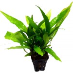 铁皇冠-缩略图-4