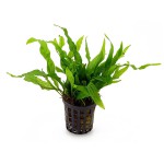 铁皇冠-缩略图-8