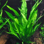 铁皇冠-缩略图-10