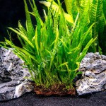 铁皇冠-缩略图-12