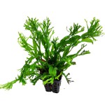 鹿角铁皇冠-缩略图-1