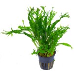 鹿角铁皇冠-缩略图-2