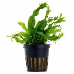 鹿角铁皇冠-缩略图-3