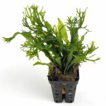 鹿角铁皇冠-缩略图-4