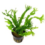 鹿角铁皇冠-缩略图-5