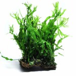 鹿角铁皇冠-缩略图-6