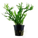 鹿角铁皇冠-缩略图-7