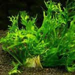 鹿角铁皇冠-缩略图-8