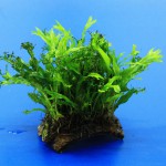 鹿角铁皇冠-缩略图-9