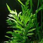 黑木蕨-缩略图-2