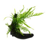 黑木蕨-缩略图-4