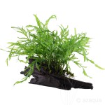 黑木蕨-缩略图-7