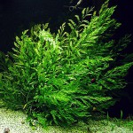 黑木蕨-缩略图-8