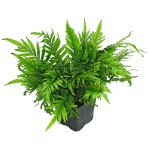 黑木蕨-缩略图-9