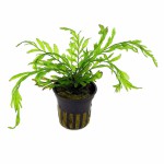 黑木蕨-缩略图-10