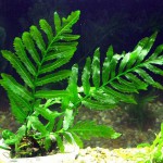 黑木蕨-缩略图-11