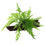 黑木蕨-缩略图-12