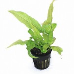 三叶蕨-缩略图-1