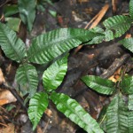 三叶蕨-缩略图-2