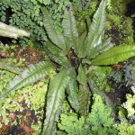 三叶蕨-缩略图-3