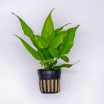 三叶蕨-缩略图-4